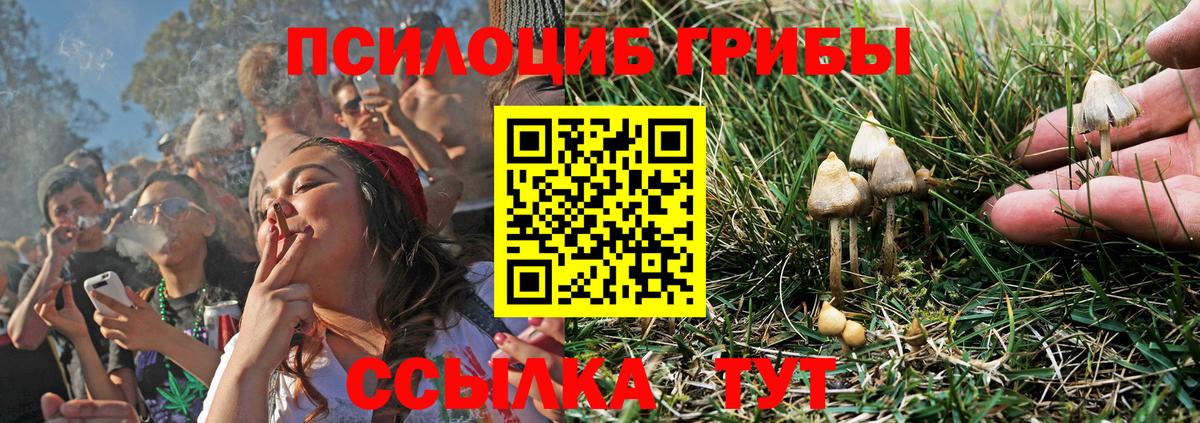 закладки  Галлюциногенные грибы Cubensis  Вход с VPN  Красноармейск 